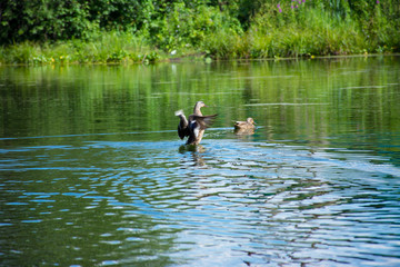 duck rises above  water, spreading its wings