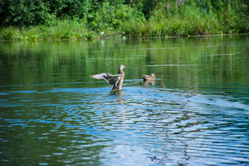 duck rises above  water, spreading its wings