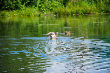 duck rises above  water, spreading its wings