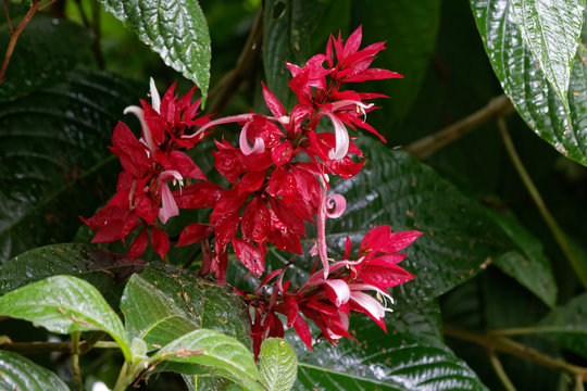 Kwitnący kwiat megaskepasma erythrochlamys w ekwadorksim ogrodzie