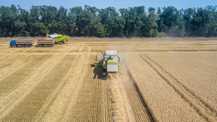 Obraz premium Combine harvesting: aerial view of agricultural machine collecting golden ripe wheat on the field.