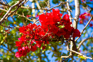 Winter Flowers
