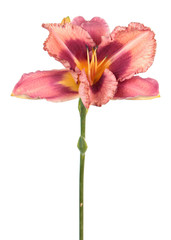Obraz premium Daylily (Hemerocallis) pink flower close-up isolated on white background