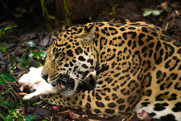 Fototapeta na wymiar Hungry Jaguar