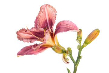 Daylily (Hemerocallis) pink flower close-up isolated on white background