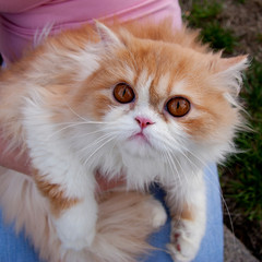 Two-color white-cream beautiful Persian cat with bright amber eyes
