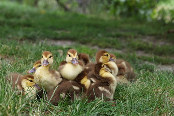 A flock of little yellow-brown ducklings in green grass