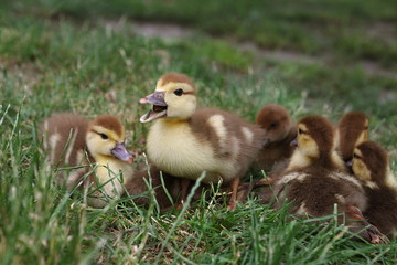 A flock of little yellow-brown ducklings in green grass