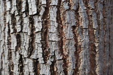 bark of a tree in temple 