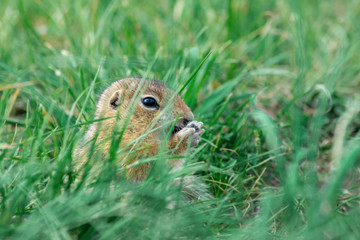 Naklejka na ściany i meble one cute baby gopher sitting in the juicy green grass in the center of the frame, close-up