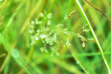 dew on the grass