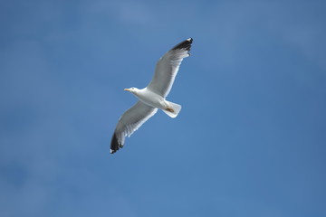 Gaivota