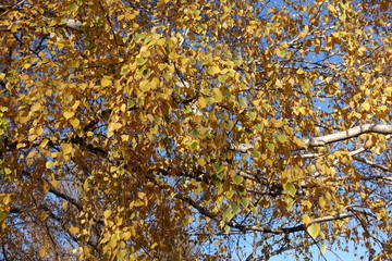Branches of birch with yellow leaves in autumn