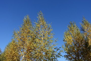 Crowns of birches against blue sky in autumn