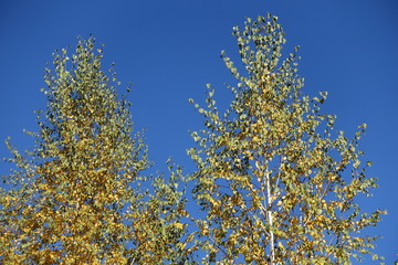 Pair of birches against blue sky in October