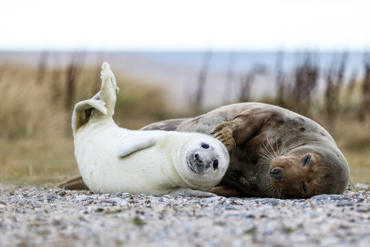Keggelroben Weibchen mit Heuler