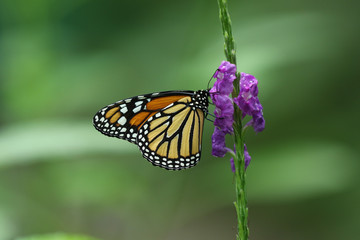 Fototapeta na wymiar Monarchfalter auf lila Blüte