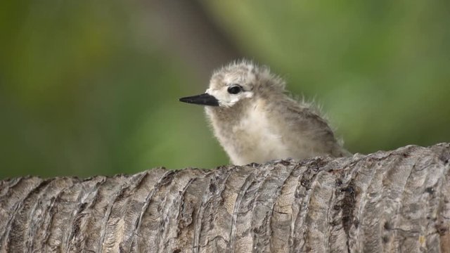Stupid grey tern in the wild 11