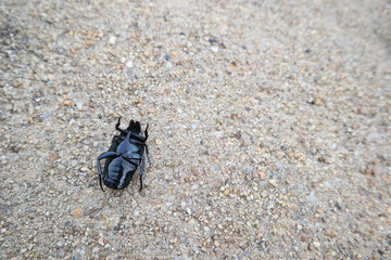 Scarab tip over on the pathway side way 