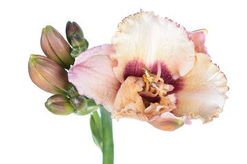 Daylily (Hemerocallis) pale pink flower close-up isolated on white background