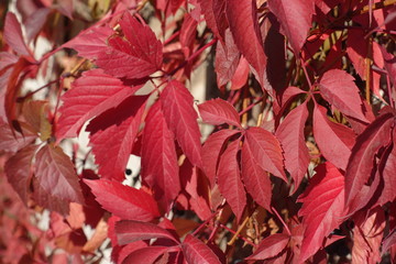 Background - red leaves of Parthenocissus quinquefolia in October