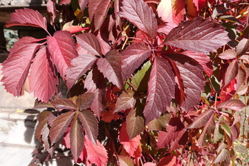 Dark red leaves of Parthenocissus quinquefolia in October