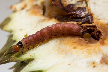 Close up of worm (Mudaria luteileprosa Holloway) on durian fruits isolated on white background.