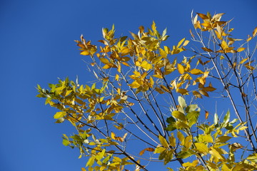 Several yellow leaves of ash tree against blue sky in October