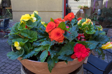 The interior of the streets and courtyards - bright red, yellow and orange begonias in a wooden barrel outside on a sunny summer day.