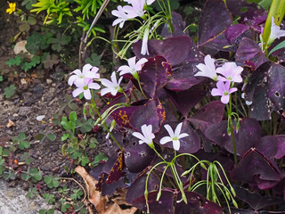 OLYMPUS DIGITAL CAMERA - KERBSIDE 