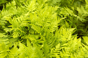 Green fern leaves background. Summer texture.
