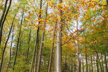 Fagus sylvatica autumnal colorful foliage