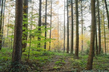 Autumnal landscape in mixed woodland