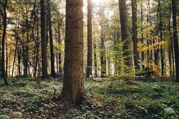 Autumnal landscape in mixed woodland