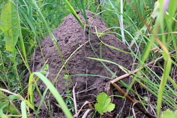 Large anthill in the grass built by ants close-up