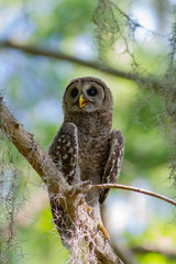 Barred Owl Juvenile - Florida 