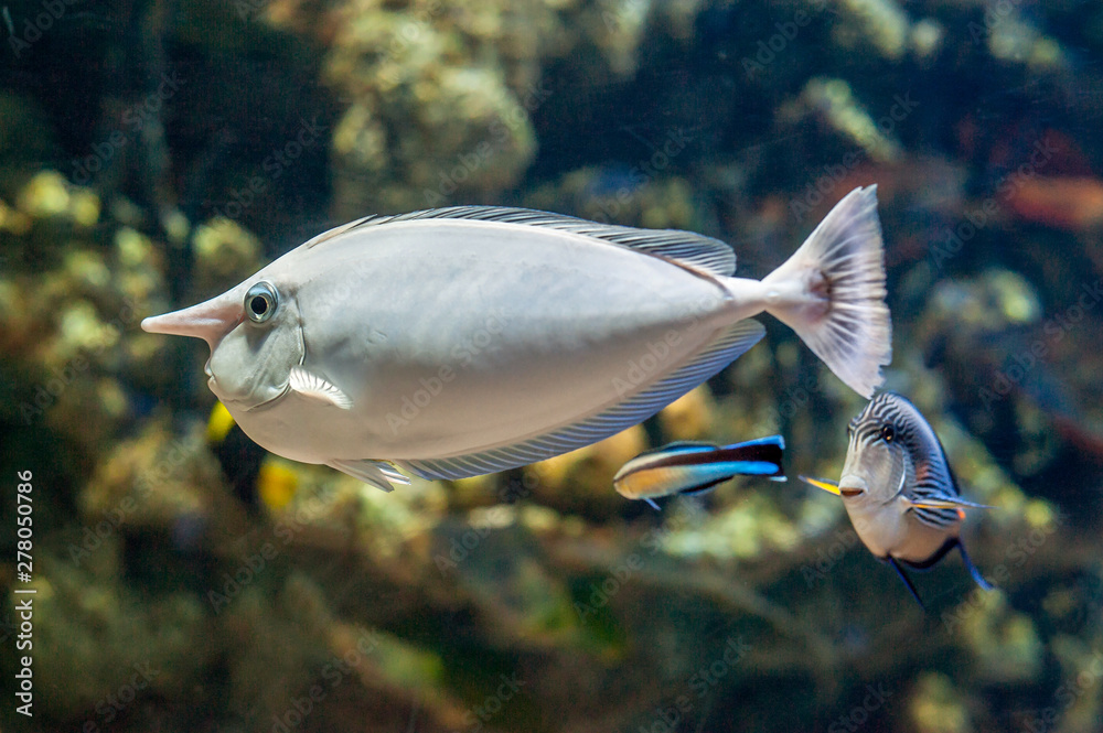 Canvas Prints fish unicorn (Naso unicornis) underwater closeup