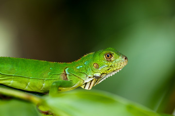 Grüner Basilisk jungtier