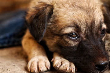dog