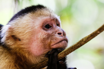 Wei&szlig;schulterkapuzineraffee gelangweilt