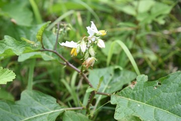 Solanum carolinense flowers / 