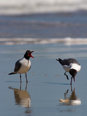 Laughing Gull - Florida