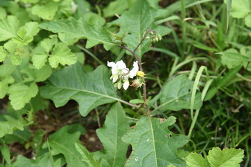 Solanum carolinense flowers / 