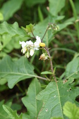 Solanum carolinense flowers / "Solanum carolinense", which has sharp thorns on its stem, is a toxic plant containing solanine.