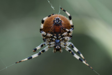 Vierfleckkreuzspinne