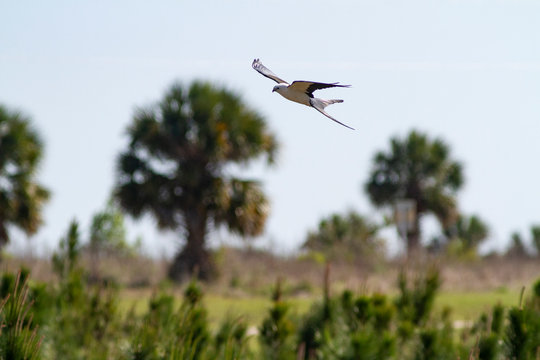 Swallow Tailed Kite 