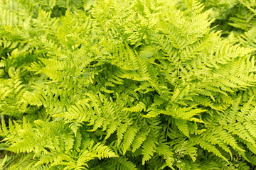 Green fern leaves background. Summer texture.