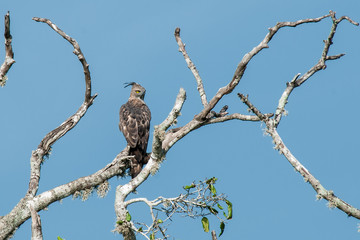 Crested Hawk-eagle
