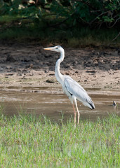Grey heron