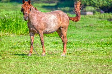 beautiful domestic horse on the grassland